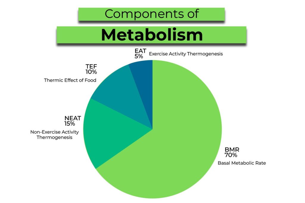 componenti del metabolismo, Lida Green