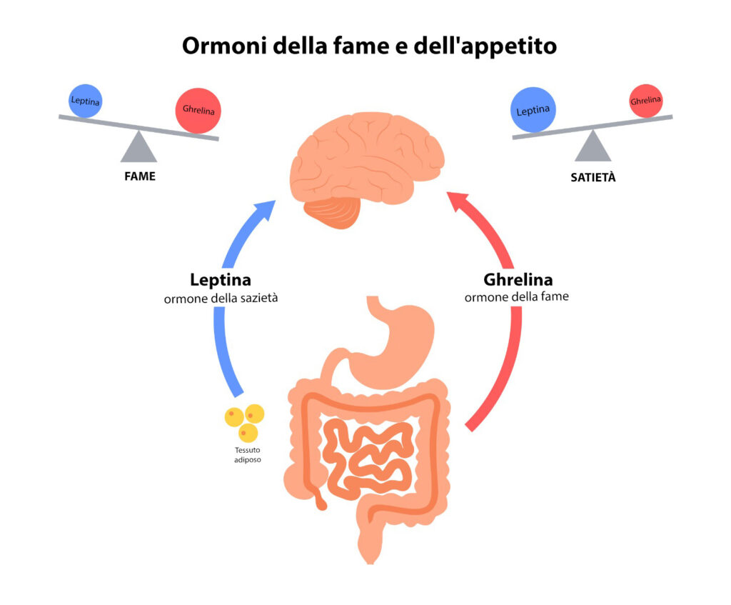 Ormoni, regolazione dell’appetito e perdita di peso